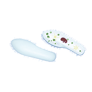 BIX-C0002 Paramecium Model